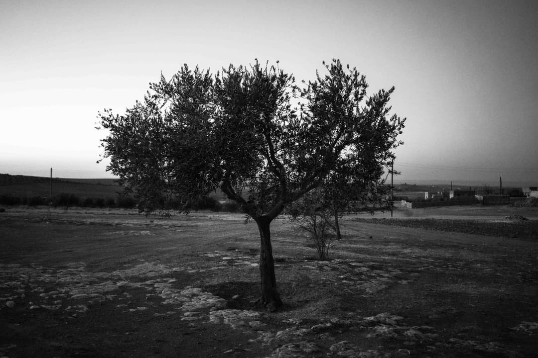 image_310